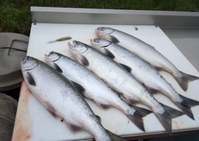 Silver salmon fishing Alaska