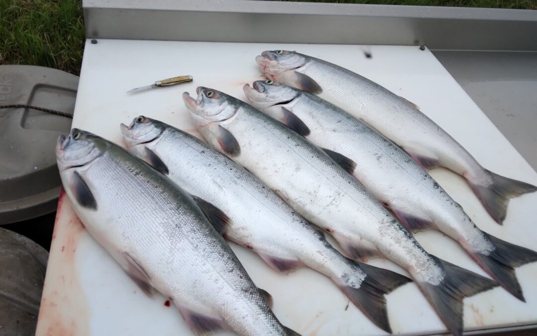Why Alaska Salmon Fishing Trips Remain a Bucket-List Experience